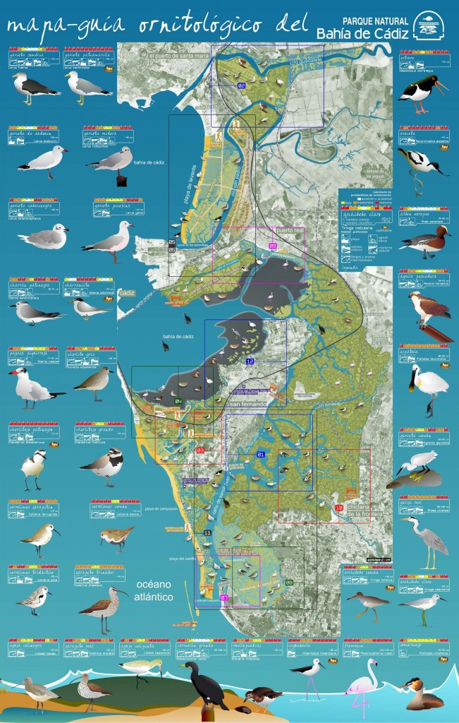 Mapa-guia ornitologico del Parque Natural Bahia de Cadiz. Mapa de localizacion de itinerarios y especies.