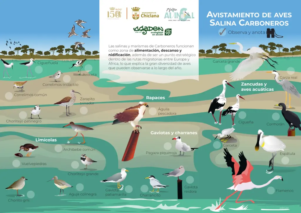 Guía ilustrada de aves de la Salina de Carboneros con especies como cigüeñuela, avoceta, espátula, garza real, flamenco y águila pescadora.